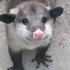 saurbear
